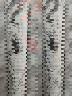 antik-lina-rulo-1667